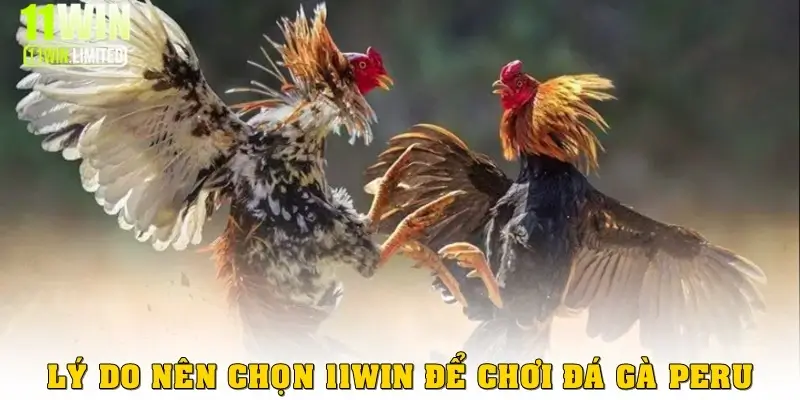 Tại sao nên chọn 11win để chơi đá gà Peru?